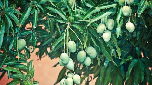 Как вырастить манго из косточки и возможно ли это?