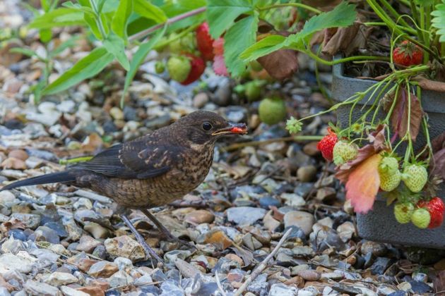 Как спасти урожай клубники и другой ягоды от надоедливых птиц