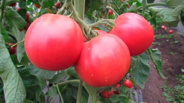 Обзор сладких, сочных сортов томатов
