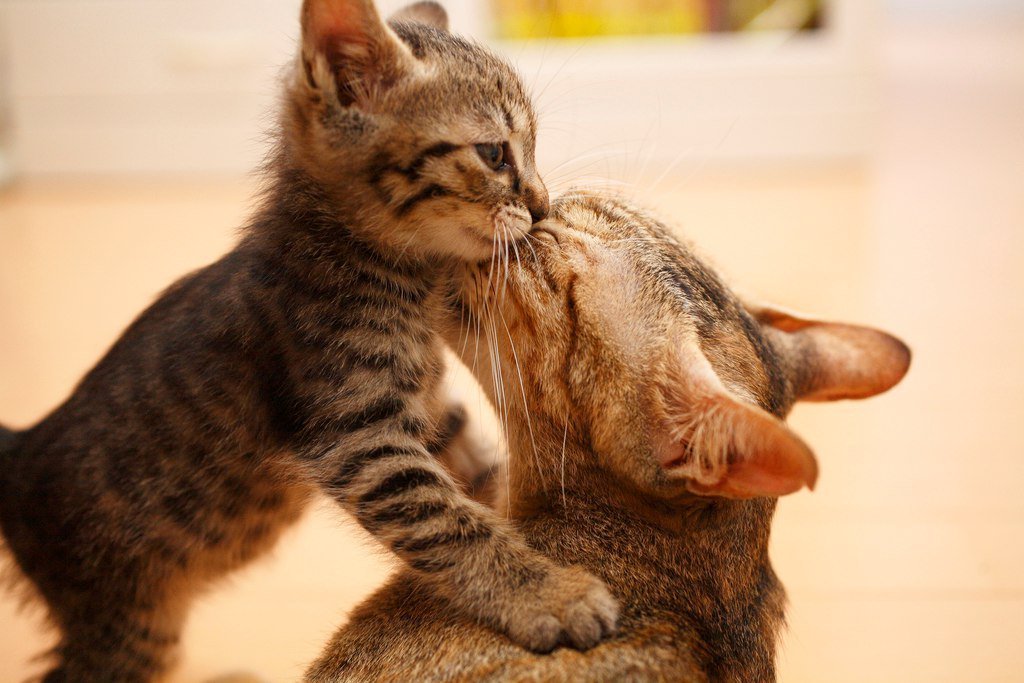 Звук мамы кошки зовущей. Котята с мамой. Котик с мамой. Мама кошка и котенок. Милые котята с мамой.
