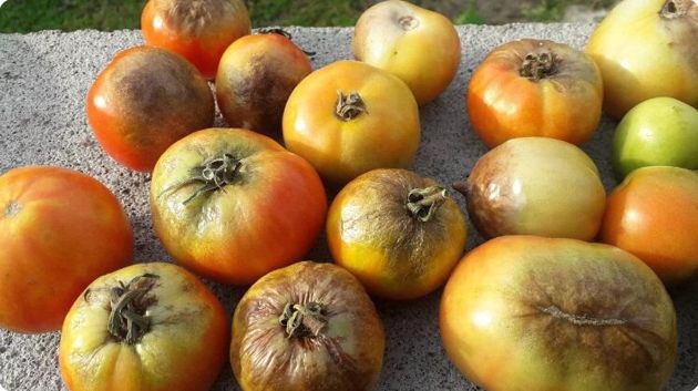Можно ли употреблять томаты в пищу, пораженные фитофторой