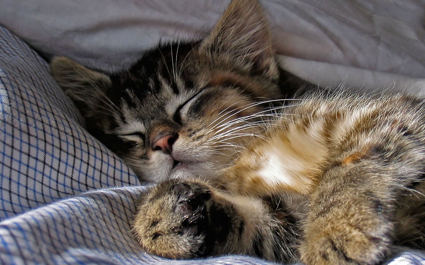 Смотрит киску спящей. Спящие коты. Спящий котенок.