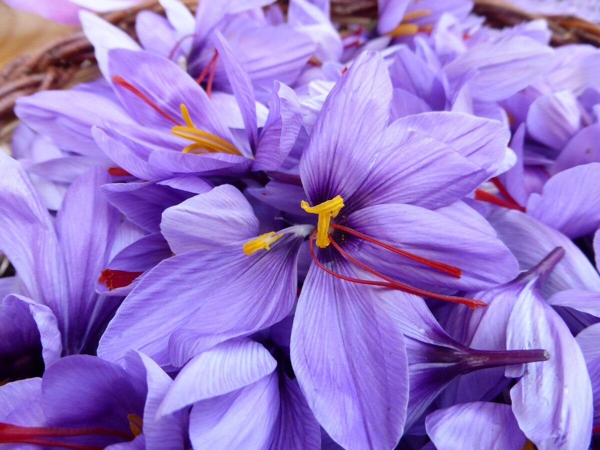 Белый шафран. Шафран. Saffron Crocus. Шафран посевной. Crocus sativus.