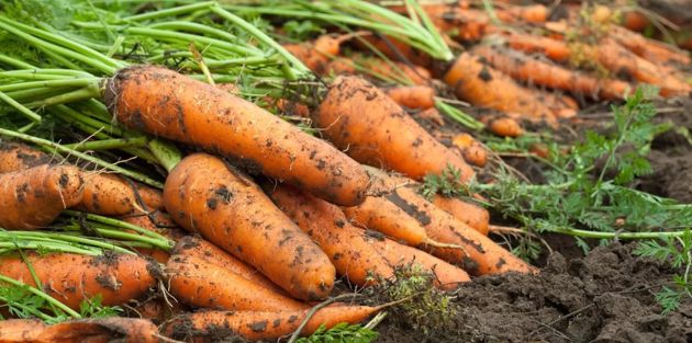 Что добавить в бороздки при посадке моркови, и осенью получить ровную, сладкую крупную морковь