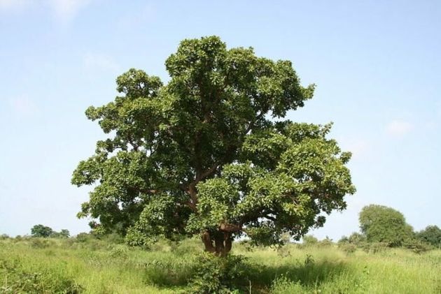Почему дерево Ши называют чудесным?