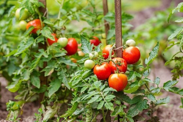 Рецепт необходимой подкормки томатов в период цветения и плодоношения