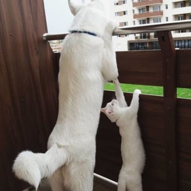 История дружбы двух одинаковых по внешности питомцев :собаки и кошки а так же их милые фотографии