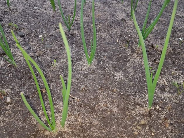 Приметы, которые помогут определить, когда пора высевать лук севок в открытый грунт