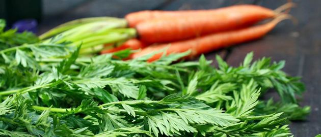 Морковная ботва в сотни раз полезнее самой моркови. Расскажем от чего помогает настой из неё