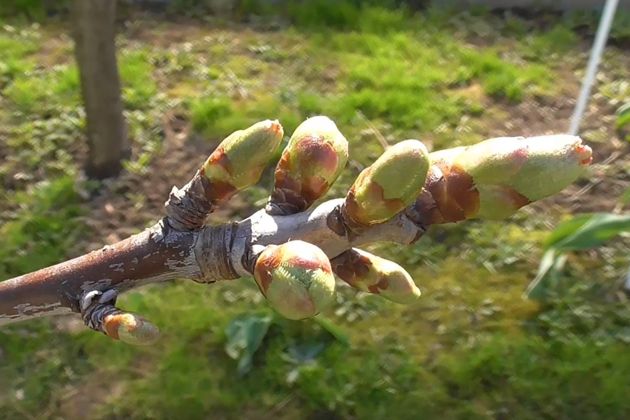 Весенняя подкормка и обработка вишни, черешни, сливы и алычи весной на даче! Подкормка плодовых деревьев весной на даче!