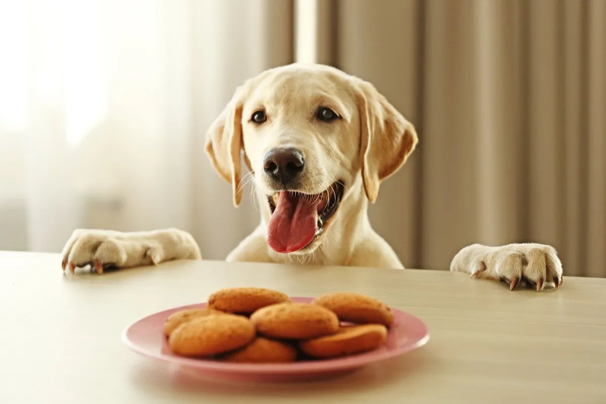 Кормить собаку печенью. Печенье для собак. Лабрадор с едой. Собака с печеньками. Ретривер и еда.