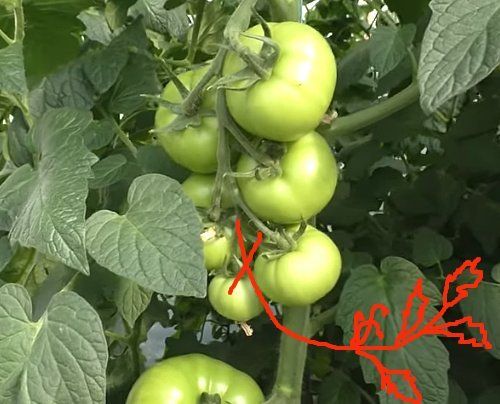 Чтобы томаты выросли крупнее, нужно лишь удалить одну маленькую деталь на стебле