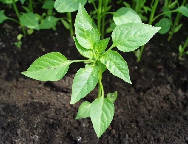 Эффективное средство для полива перца после высадки в грунт: ускоряем рост и получаем шикарный урожай