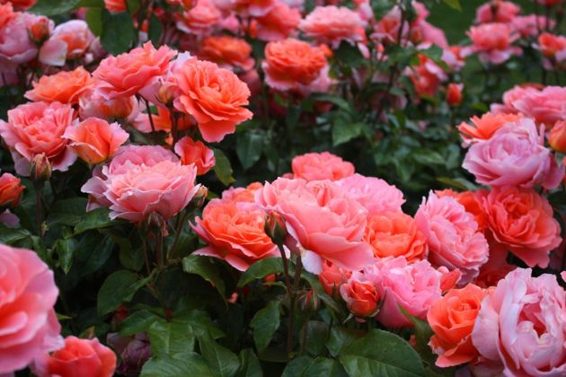 Бюджетное удобрение для роз, которое придаст им пышное и обильное цветение