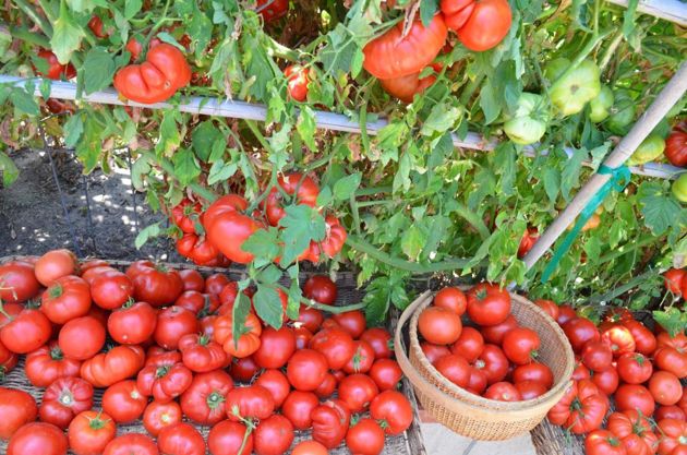 Нужно ли обрезать листья томатов ниже кисти и как это влияет на урожай