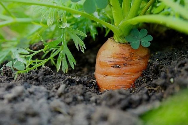 Предшественники моркови и выбор сорта при посадке, чтобы вырастить вкусный корнеплод