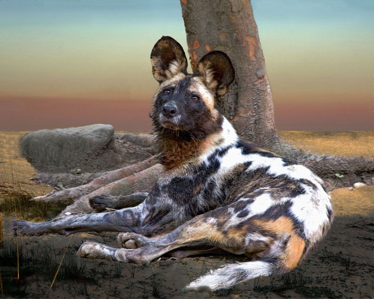 Дикая собака динка. Гиеновидная собака. Южно Африканская овчарка. Африканская Дикая собака. Дикие собаки в Африке.