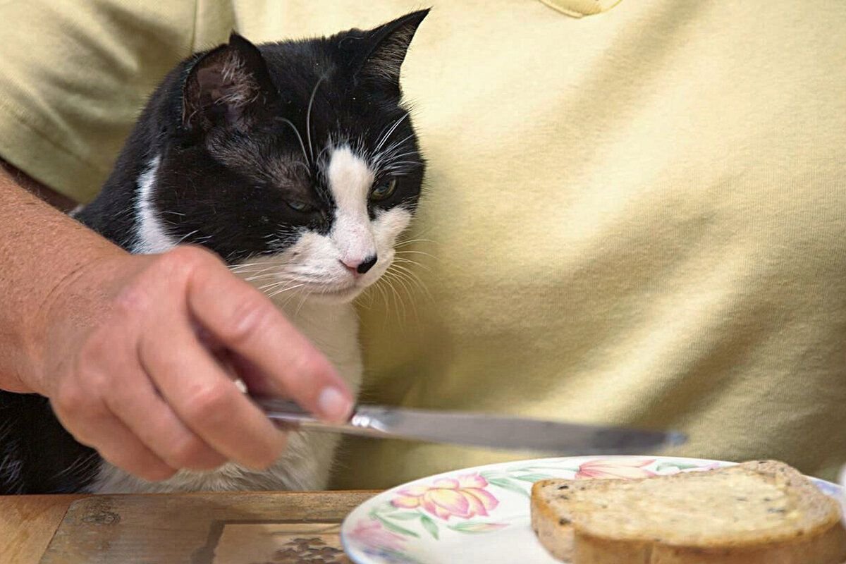 Я съем котика на завтрак................кот бутер. Сливочное масло с кошкой на крыше. Кошка сливочное масло