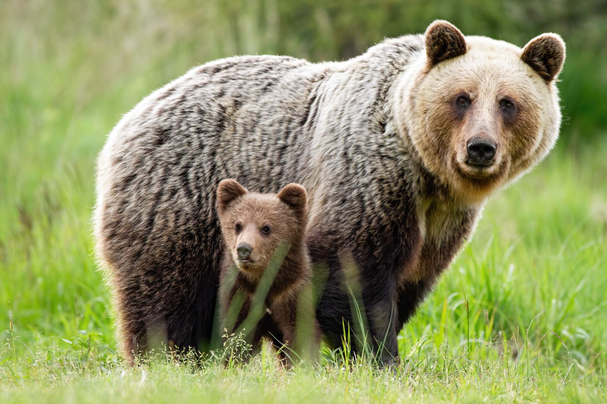 Бурый медведь животное распространенное на территории
