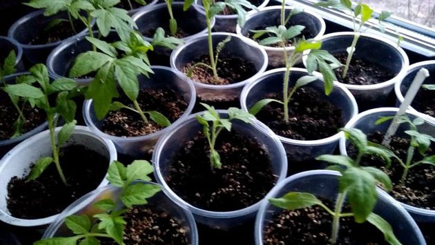 Пенопласт - незаменимый помощник для выращивании рассады овощей