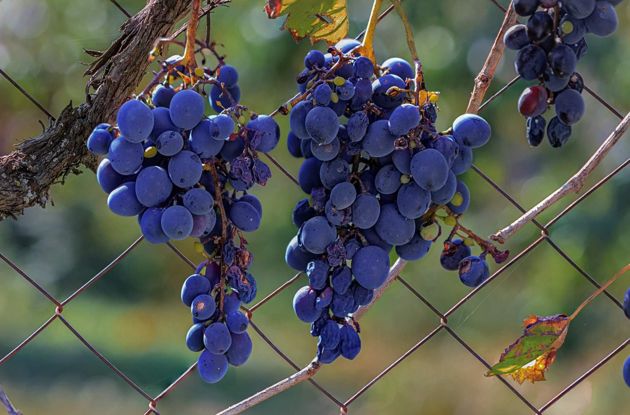 Самые распространенные заболевания винограда в средней полосе