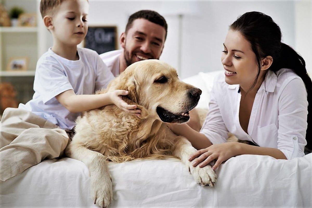 Общение с домашними животными. Канистерапия лабрадор ретривер. Семья с собакой. Домашние животные и человек. Забота о собаке.