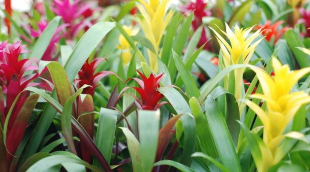 3 необычных тенелюбивых растения для вашего сада