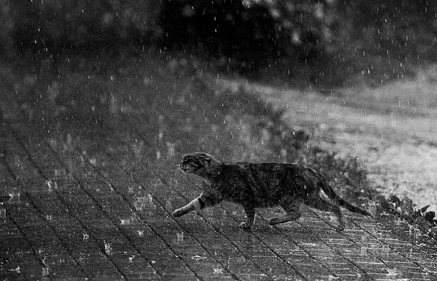 Собака гроза. Кот под дождем. Промокший котенок под дождем. Мокрый кот под дождем. Мокрый котенок под дождем.