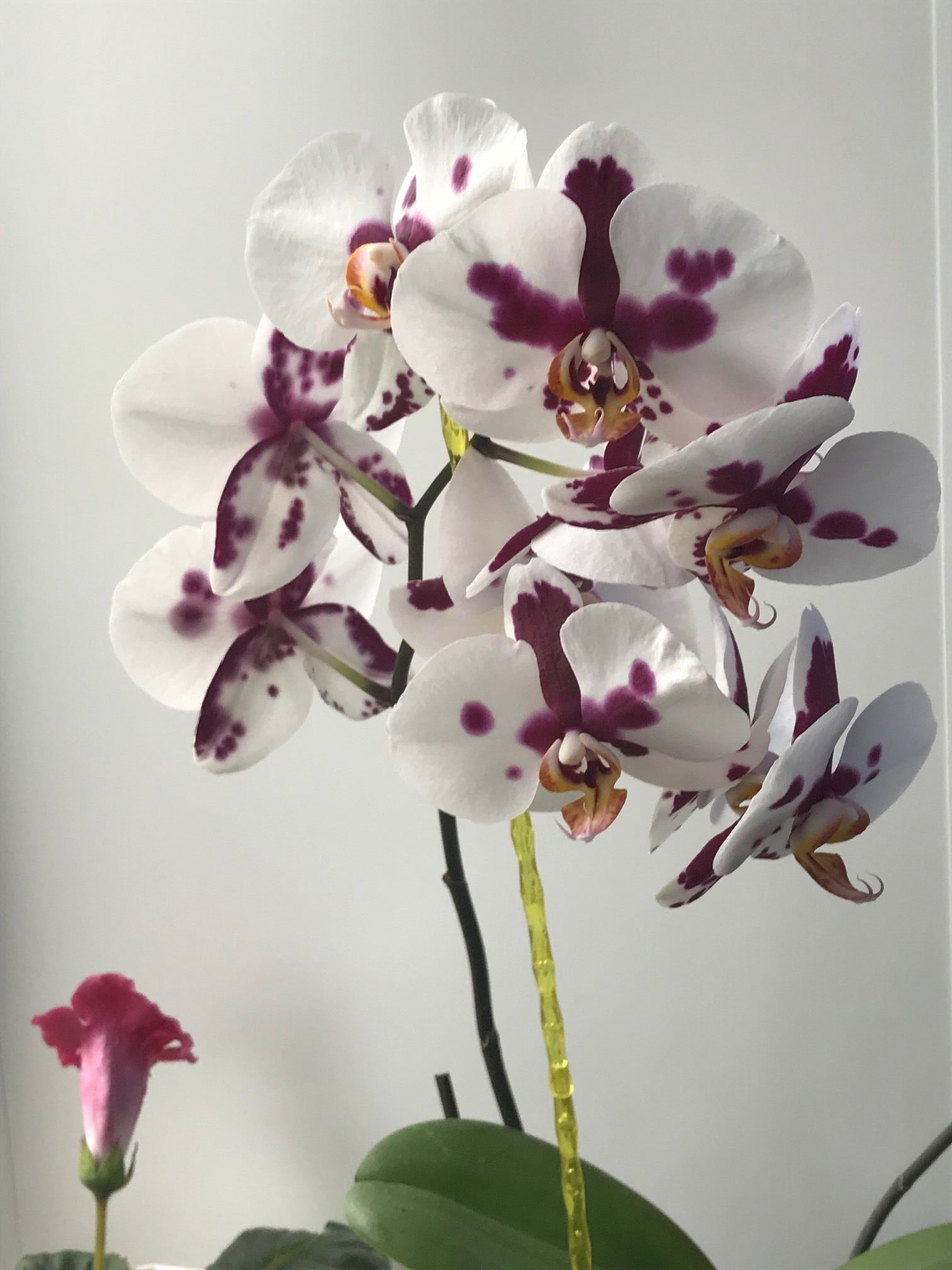 3 коварные ошибки, из-за которых орхидеи не цветут шапками круглый год