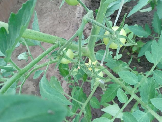 Чем подкормить томаты в июле для налива плодов, как ухаживать