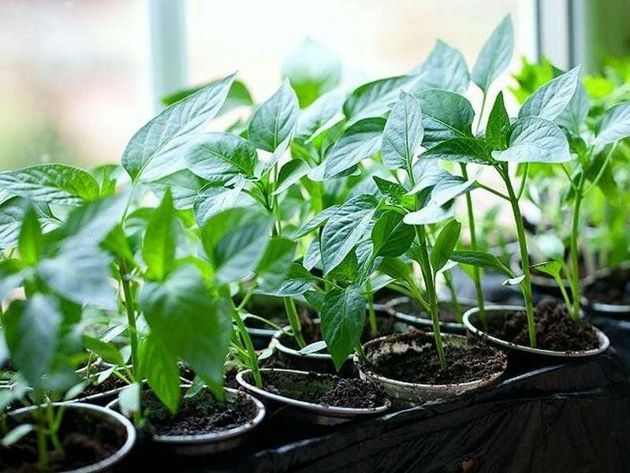 Как вырастить крепкую здоровую рассаду перцев при минимальном уходе