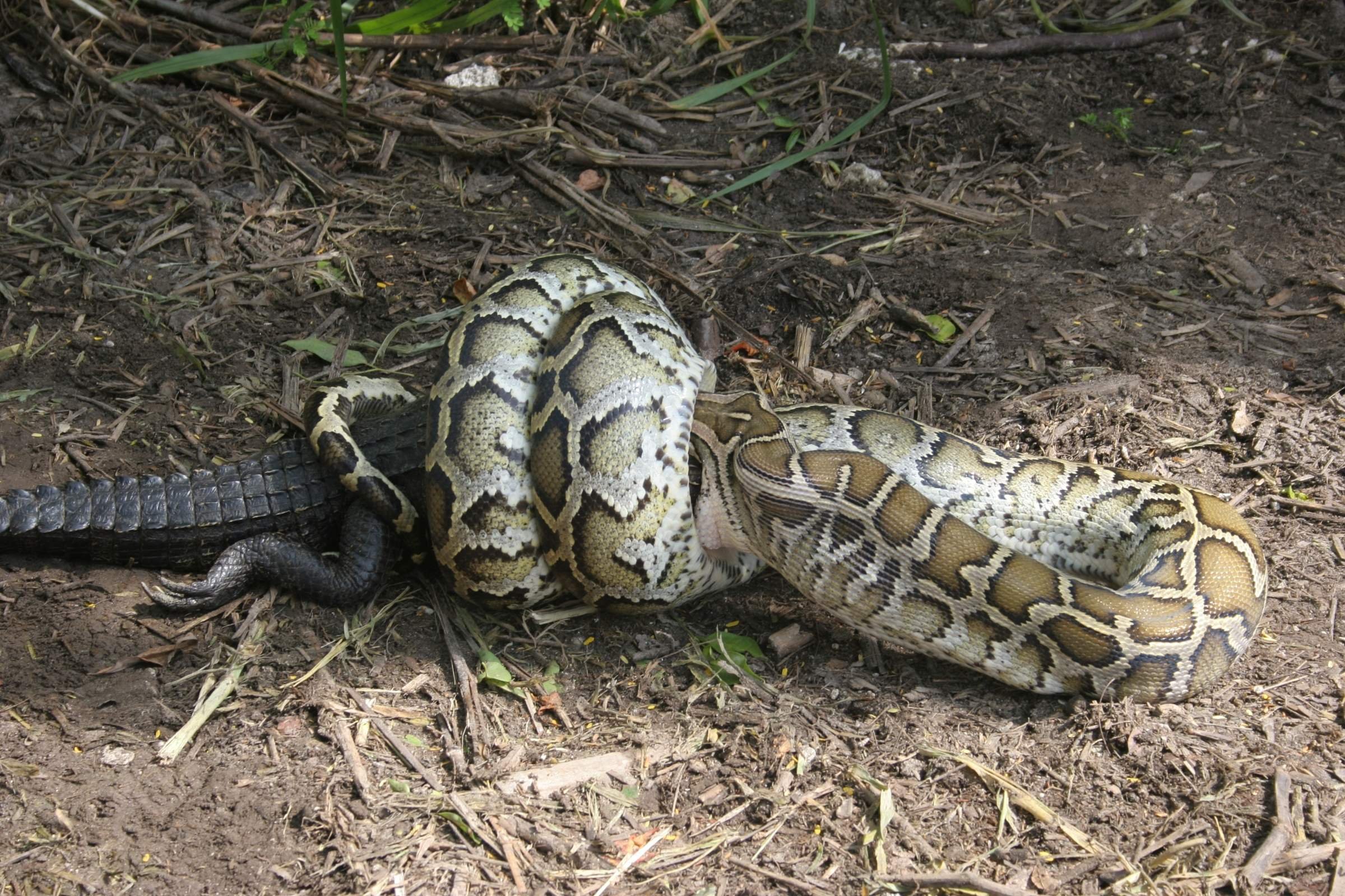 Крупные добычи змей