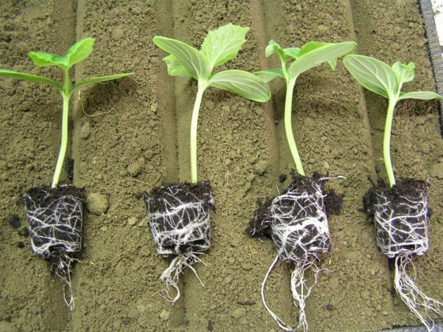Как нарастить крепкие мощные корни у рассады? что добавить в грунт?