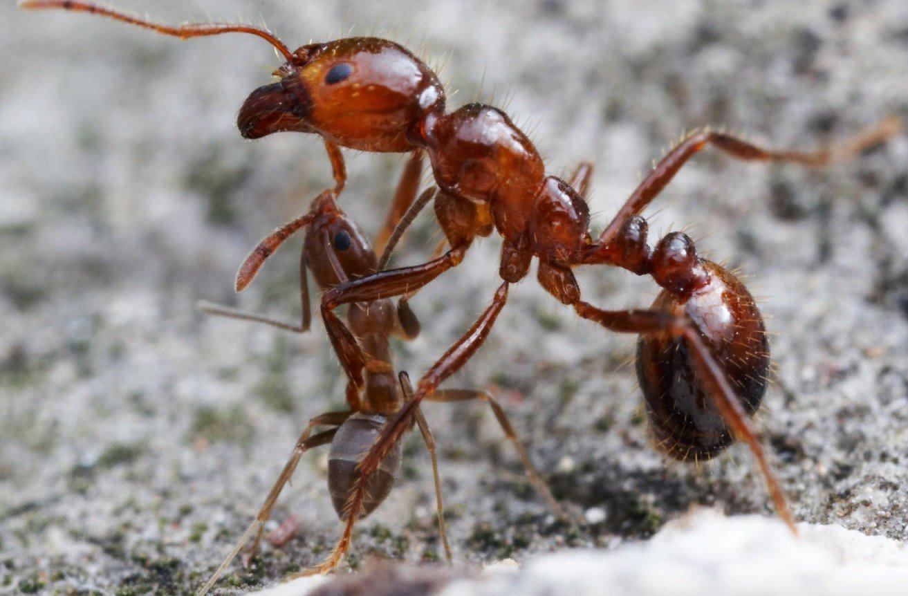 Ящерица муравьи