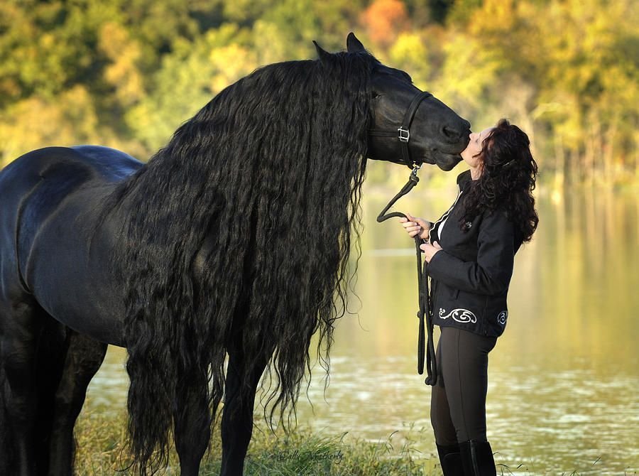 Оставаться на коне. Фредерик Великий Фризская лошадь. Фризская лошадь черная Жемчужина.