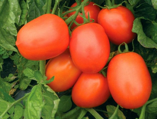 Как провести пасынкование, чтобы не навредить томатам: важные нюансы