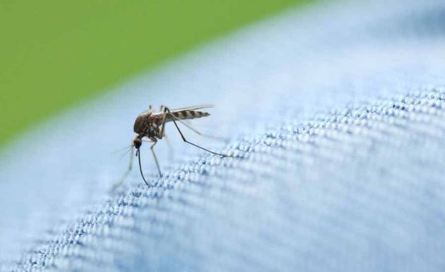 Народные волшебные средства от комаров и мошек