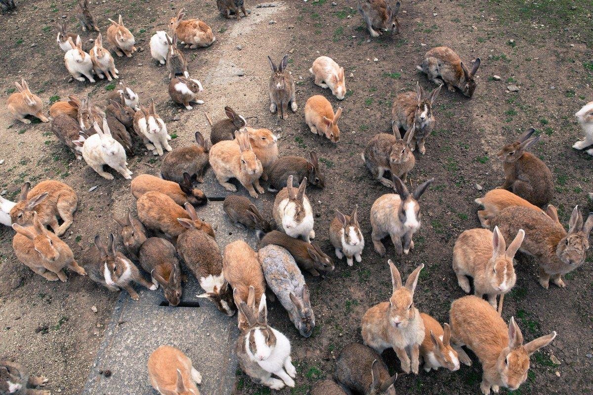 Где сейчас кролики. Остров кроликов Окуносима. Окуносима кроличий остров в Японии. Кролики в Австралии Нашествие. Популяция кроликов в Австралии.