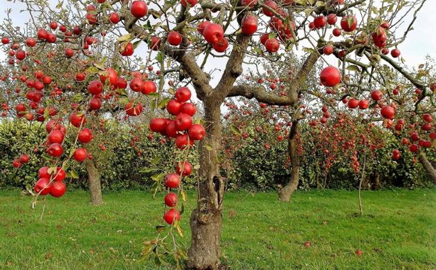 Как продлить жизнь старых плодовых деревьев