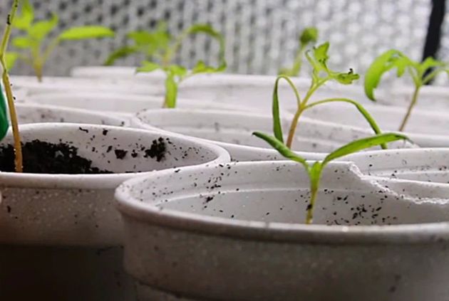 Что делать при переливе рассады: простой способ спасти свои растения от переувлажнения