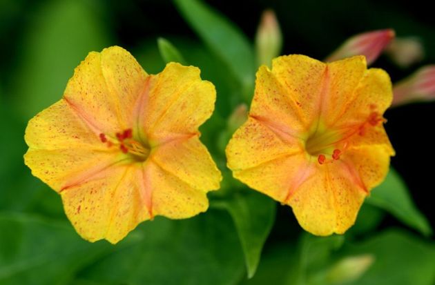 Подборка для вашего сада: 5 необычных и неприхотливых цветов