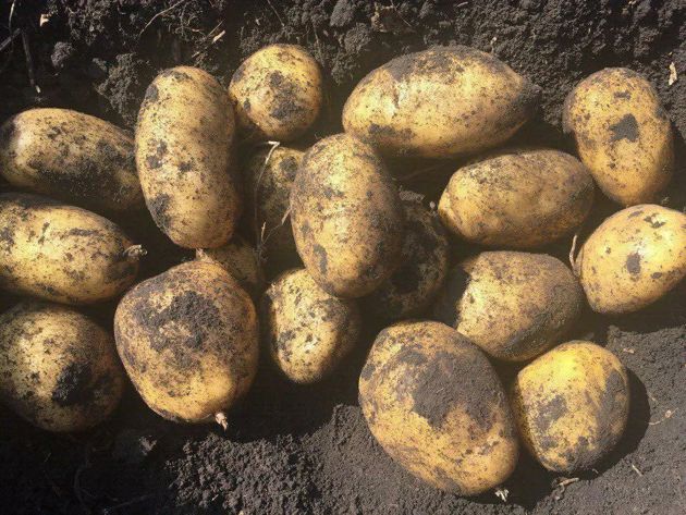 Эффективный и простой приём размножить сорт картофеля