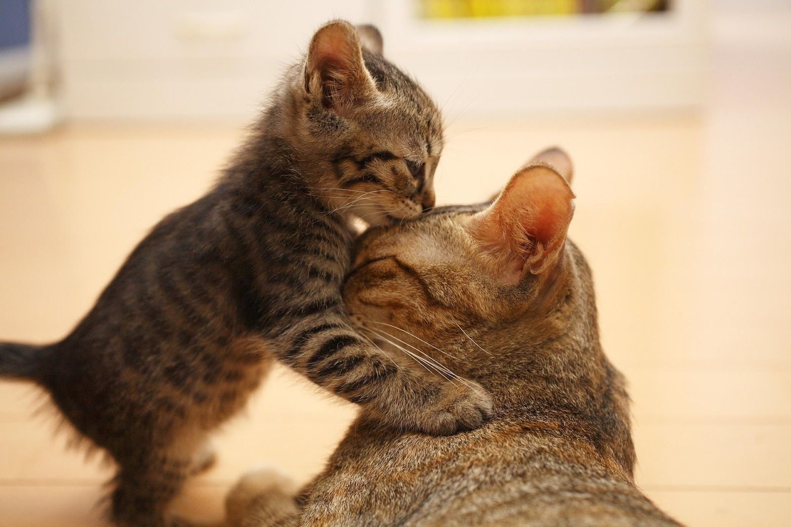 Бывший лижет. Котики обнимаются. Кошки любовь. Кошка с котятами. Котята с мамой.