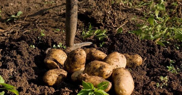 Интересный метод посадки картофеля, как очень просто получить супер ранний урожай картофеля в июне