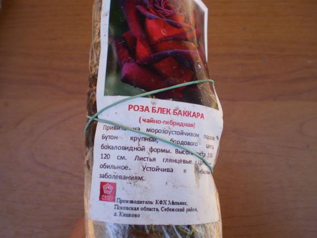 Особенности посадки чайно-гибридных роз весной