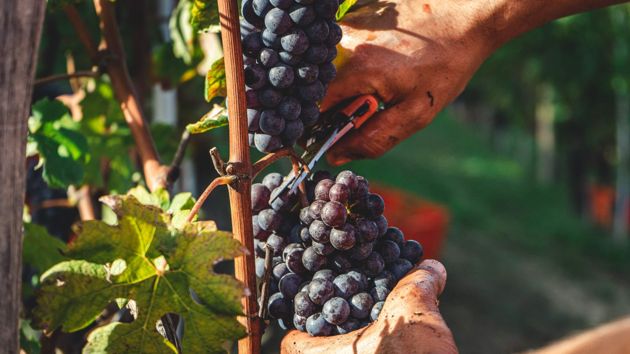 Сорта винограда для выращивания в умеренном климате