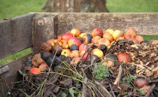 Не выбрасывайте гнилые яблоки и падалицу. Как нужно использовать их с пользой для почвы
