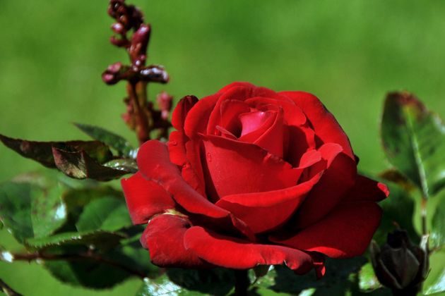 5 роз, которые незаслуженно получили свое название