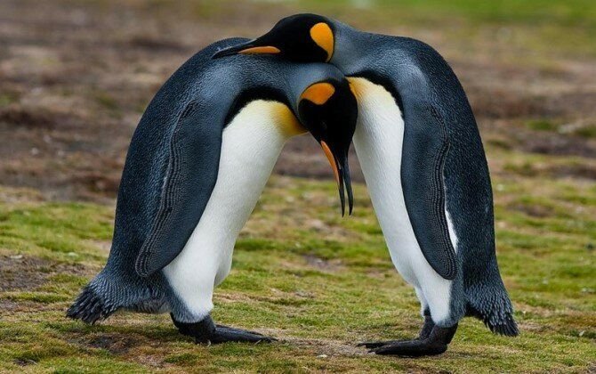 Галапагосские пингвины/ © recyclemag.ru