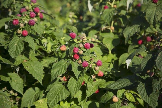 Правила летнего ухода за малиной для отменного урожая крупной ягоды
